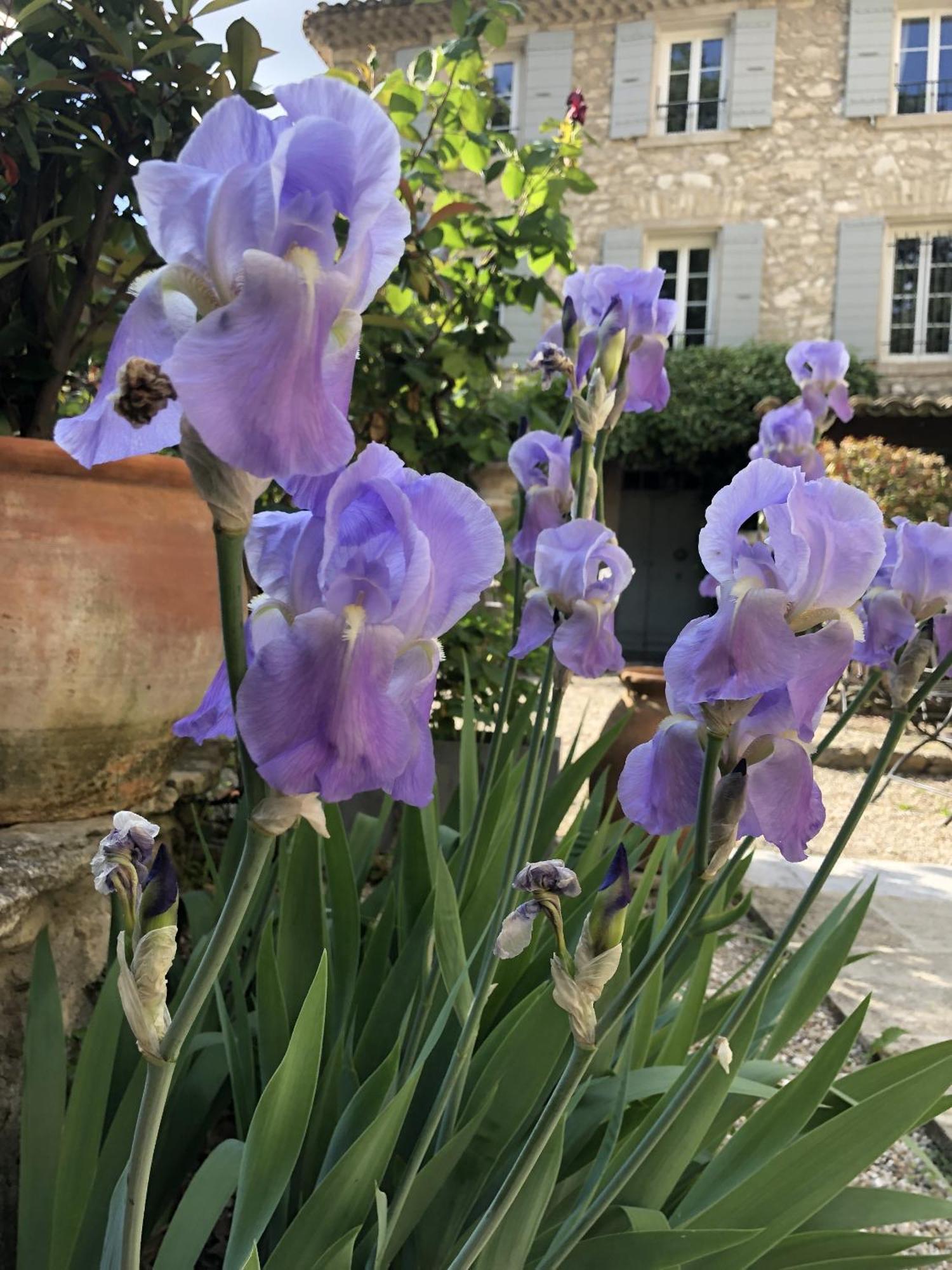 Alojamento de Acomodação e Pequeno-almoço La Figuiere De Vaucluse Fontaine-de-Vaucluse